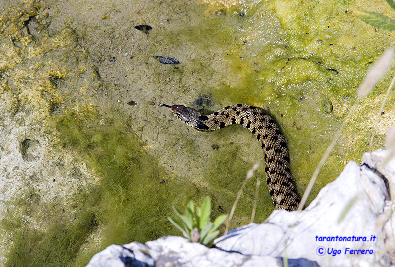 La sig.ra  Natrix